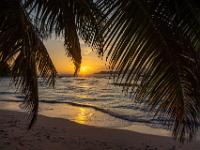 Stimmungsvoller Sonnenuntergang unter Palmen an der Anse Severe - La Digue